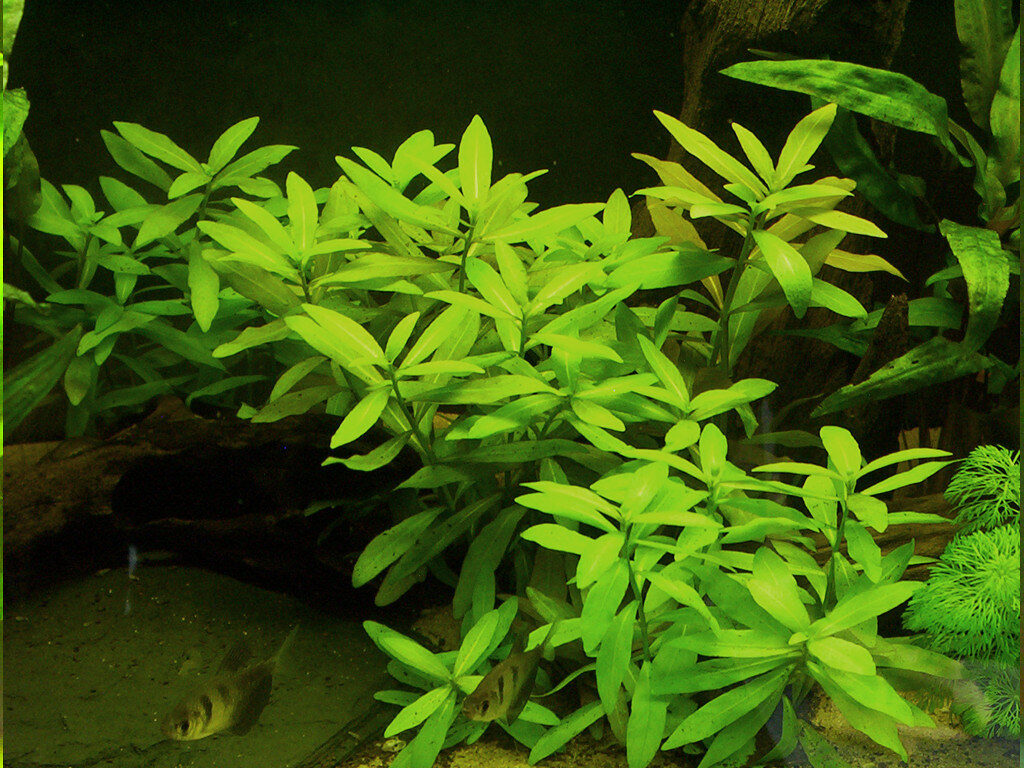 A lush planted freshwater aquarium