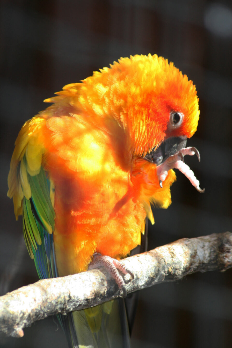 A sun conure parrot preening