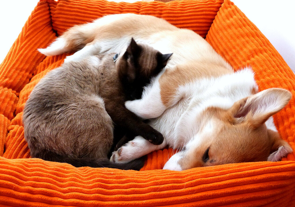 A dog and a cat cuddling in a pet bed