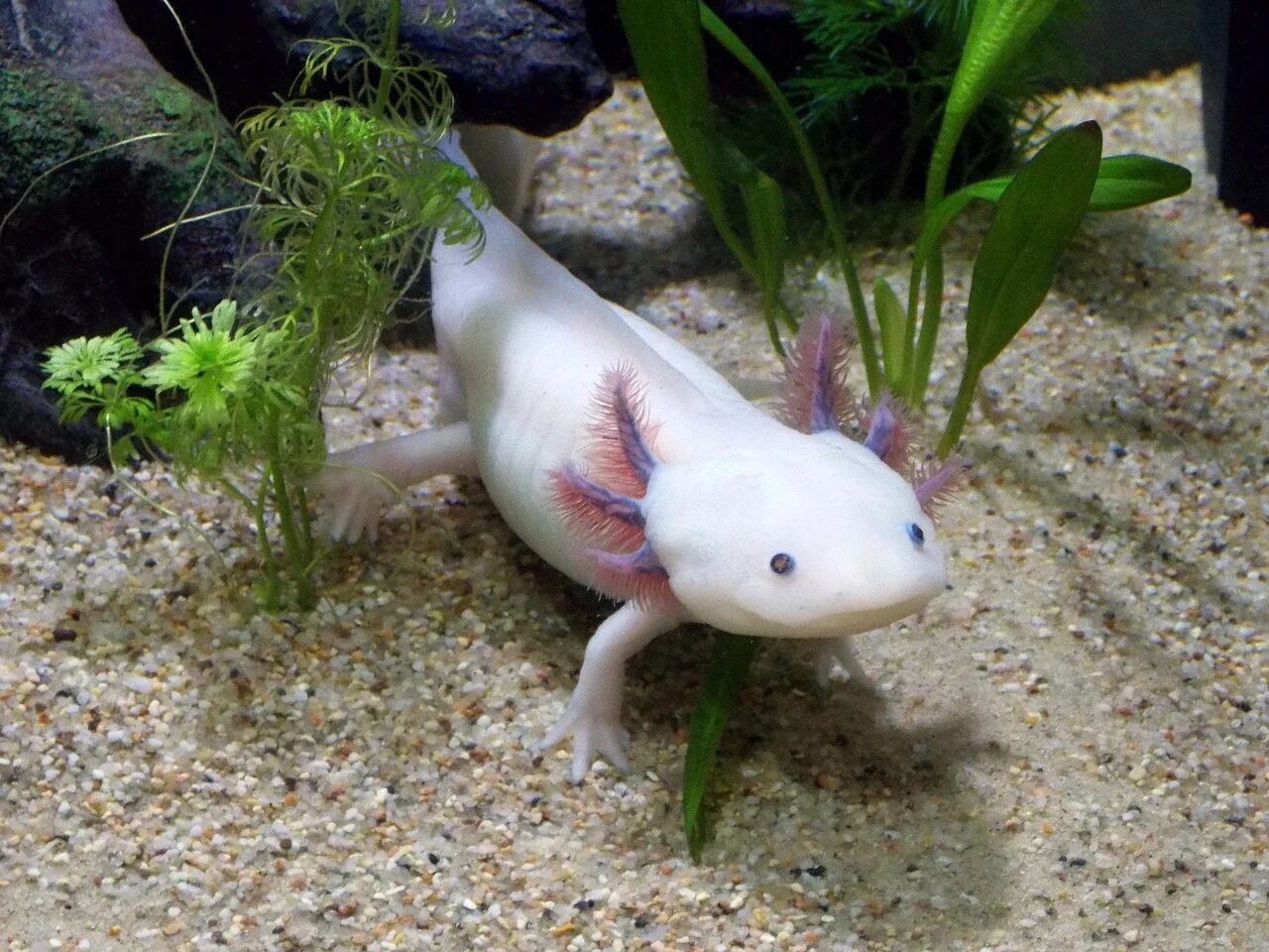 A white axolotl in an aquarium