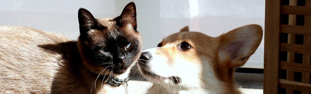 A dog and a cat together in a sunny living room