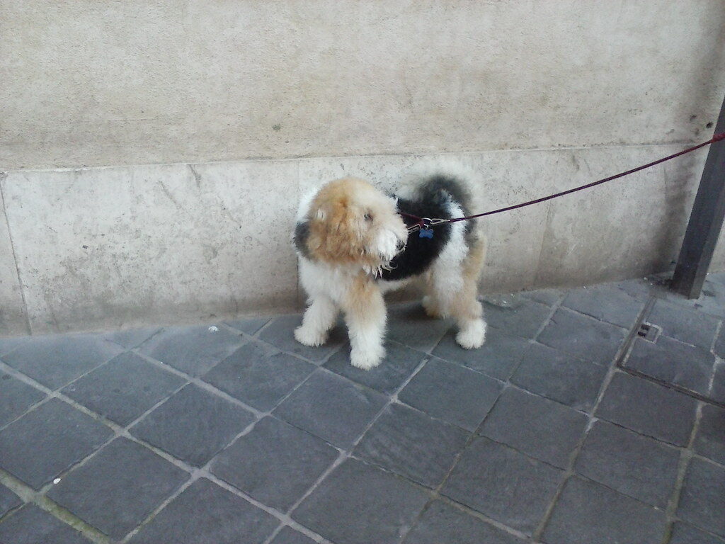 A small dog on a leash in the city