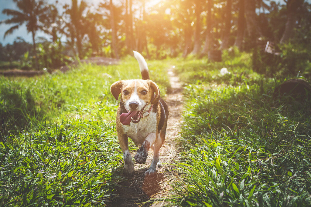 A beagle running on a sunny path