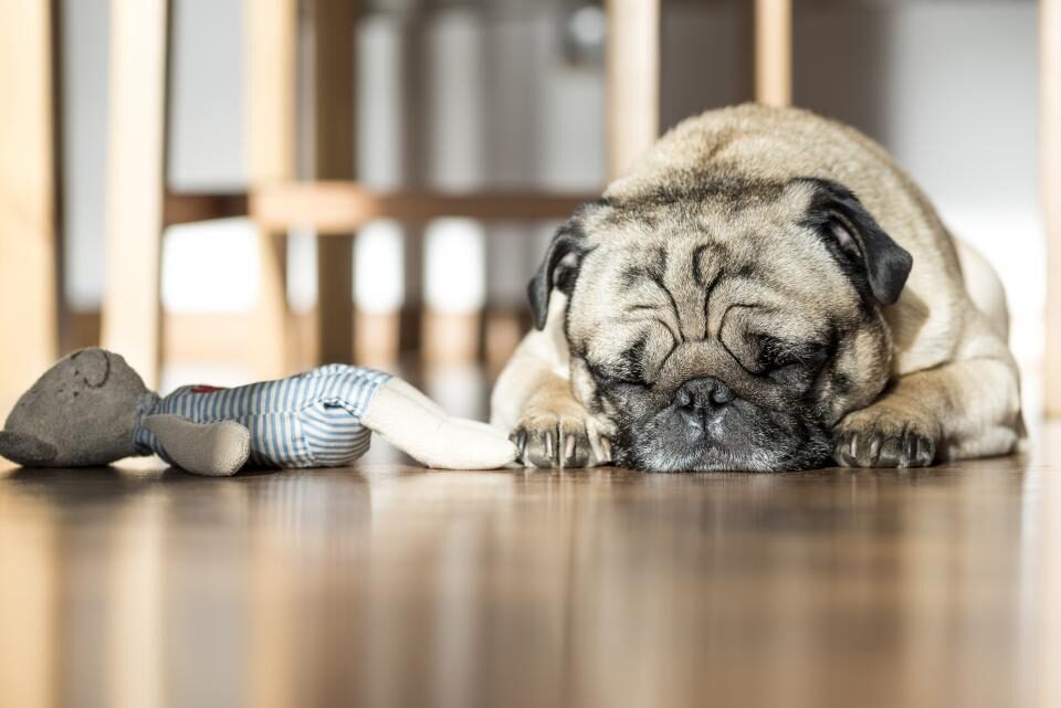 A pug asleep next to its plush toy