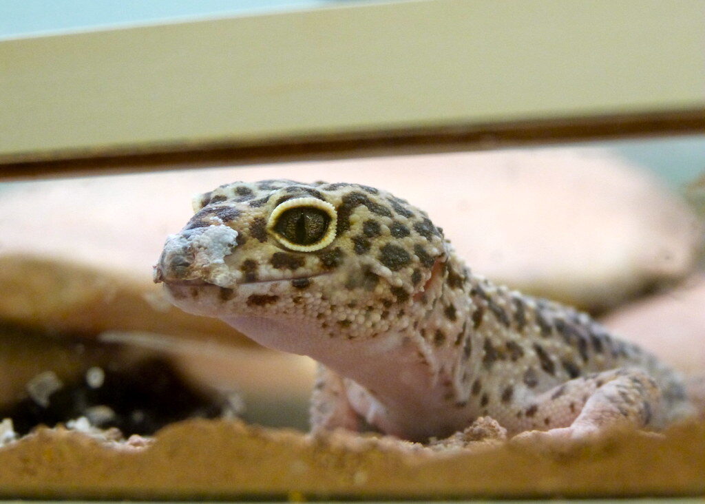 A leopard gecko close up