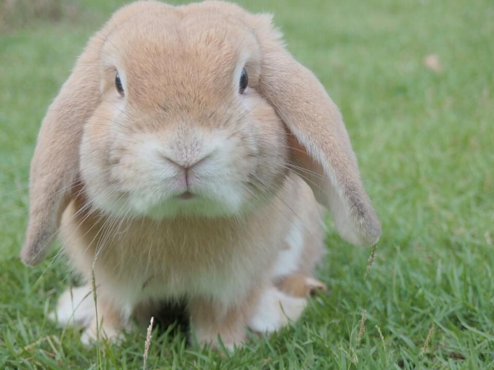 A lop rabbit sitting on grass